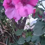 Bed & Breakfast Garden Da Virna 4*